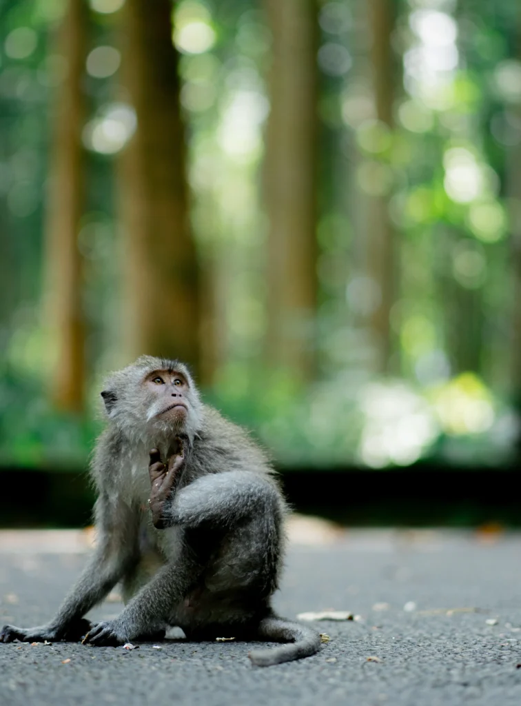The Sacred Monkey Forest Sanctuary